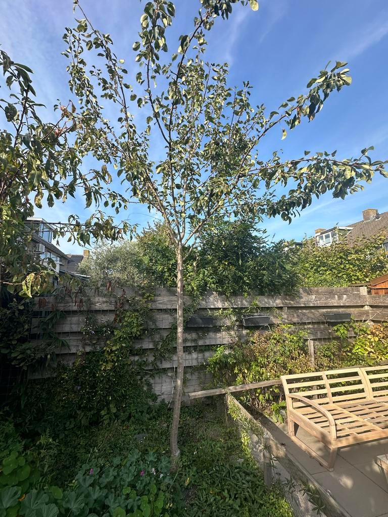 Perenboom - Zelf Uitgraven, Tuin en Terras, Planten | Bomen, Overige soorten, Lente, 400 cm of meer, Ophalen