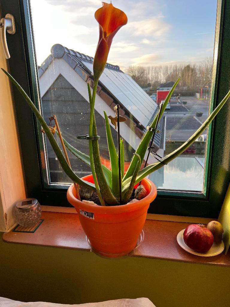 Plant, Ophalen, Vetplant, Halfschaduw, In pot