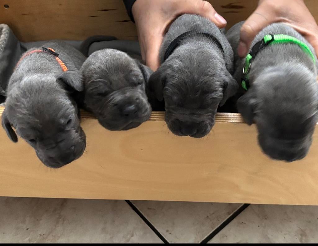 Duitse/deense dog puppies, Dieren en Toebehoren, Honden | Bulldogs, Pinschers en Molossers, Meerdere dieren, Overige rassen, Particulier