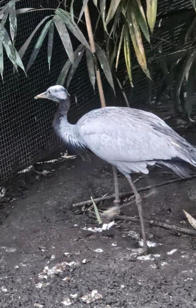 Jufferkraanvogel man, Mannelijk, Overige soorten