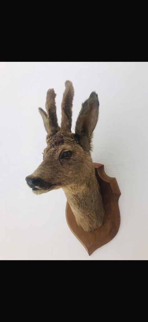 Opgezet herten / reeen kopje, Ophalen of Verzenden, Zo goed als nieuw, Opgezet dier