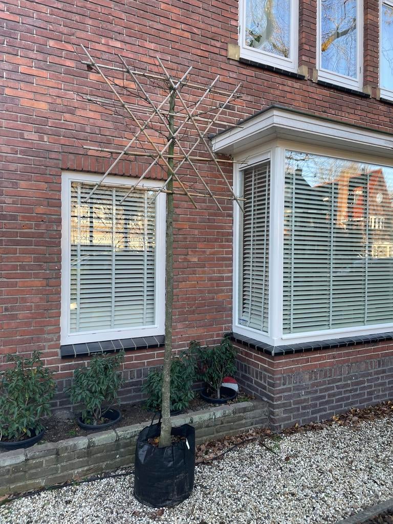 6 x Sierpeer leiboom, stamhoogte 180cm, stamdikte 14/16cm!, Leiboom, Ophalen of Verzenden, Lente, 100 tot 250 cm