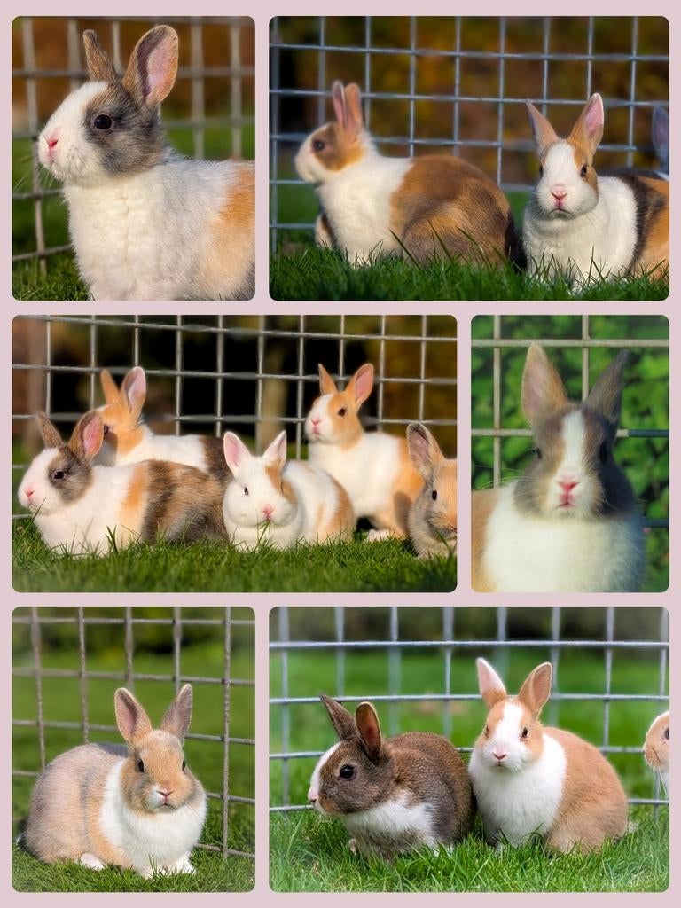 Schattige jonge dwerg konijntjes mogen het nestje verlaten, Dieren en Toebehoren, Konijnen, Meerdere dieren, Dwerg, 0 tot 2 jaar