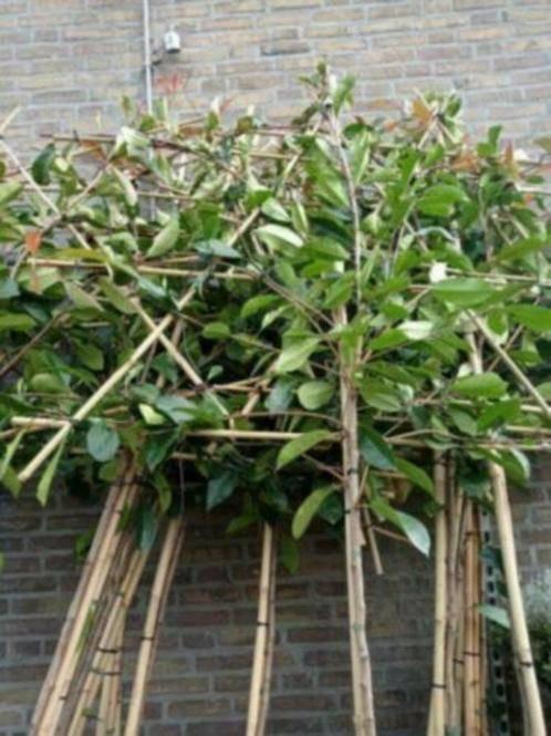 lei photinia, Leiboom, Halfschaduw, Lente, Ophalen