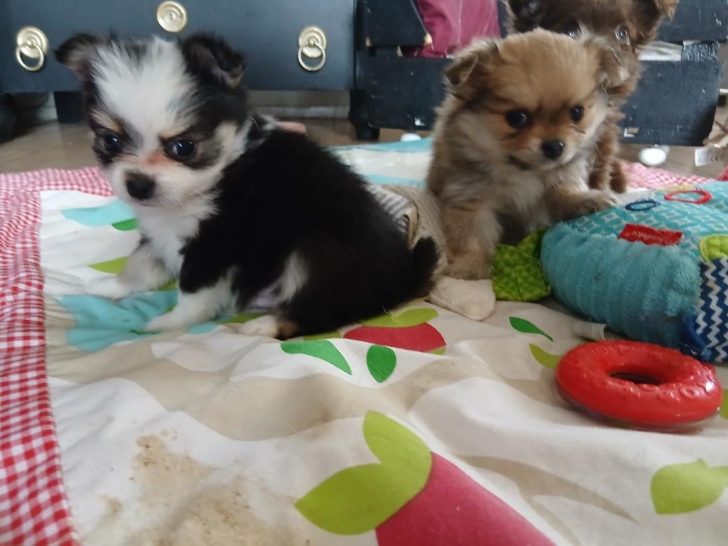 Pomsi pups, Parvo, Overige rassen, 8 tot 15 weken, Meerdere
