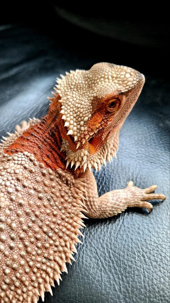 Baardagaam 50% Red Monster vrouw van 1 jaar dubbel het. Bearded Dragon - female for sale from Dragon