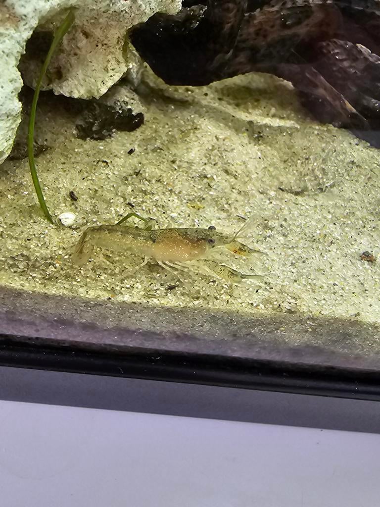 CPO  Dwergkreeftjes, Dieren en Toebehoren, 0 tot 2 jaar