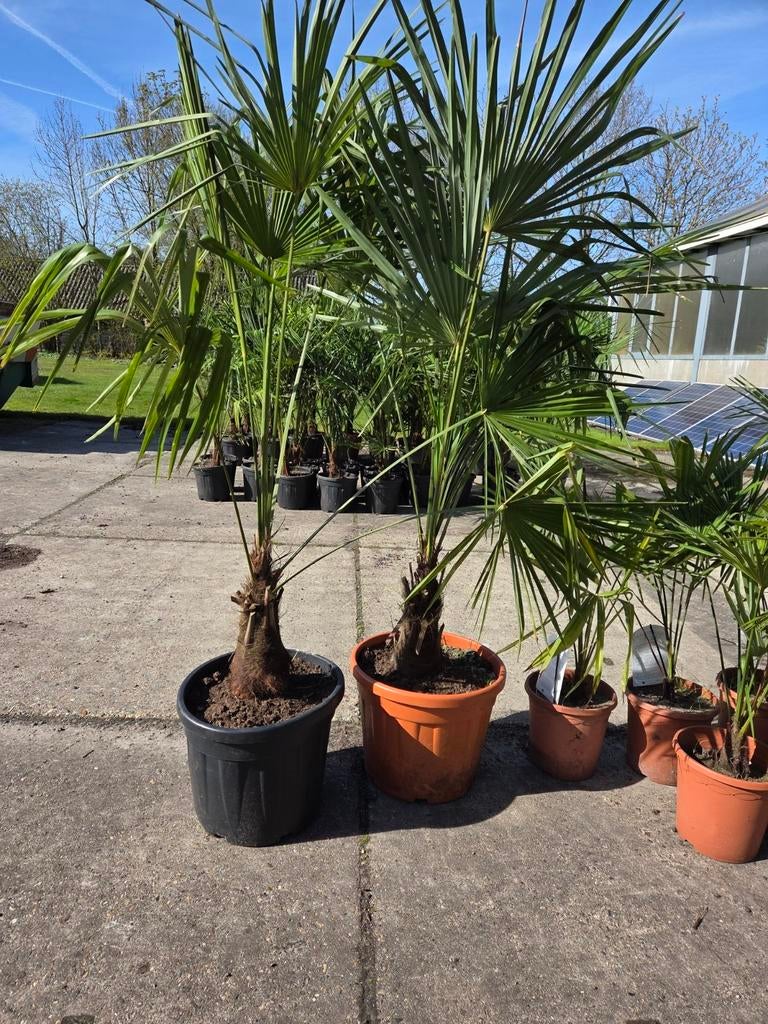 Trachycarpus fortunei winterharde palmboom, Ophalen, Gehele jaar, Volle zon