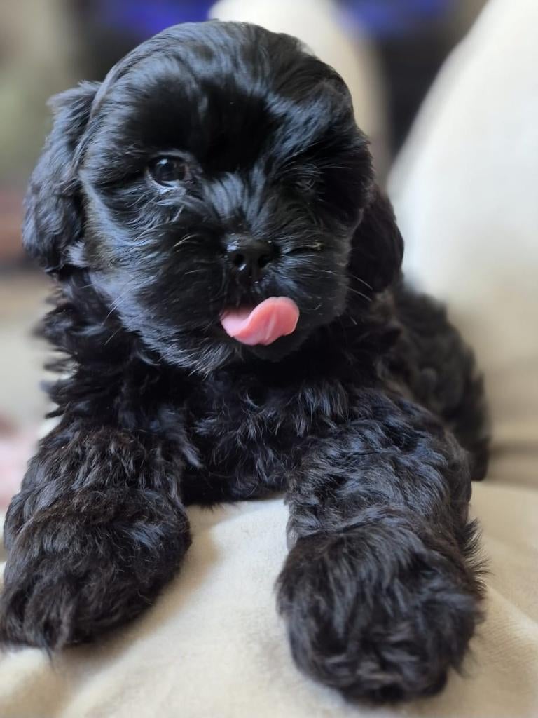 Bompoo Puppy' we hebben nog 1 zwart reutje, Overige rassen, 8 tot 15 weken, Parvo, Meerdere