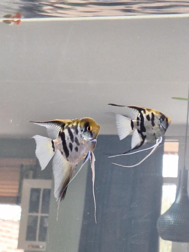 Koppel maanvissen, Dieren en Toebehoren, Vissen | Aquariumvissen, Vis