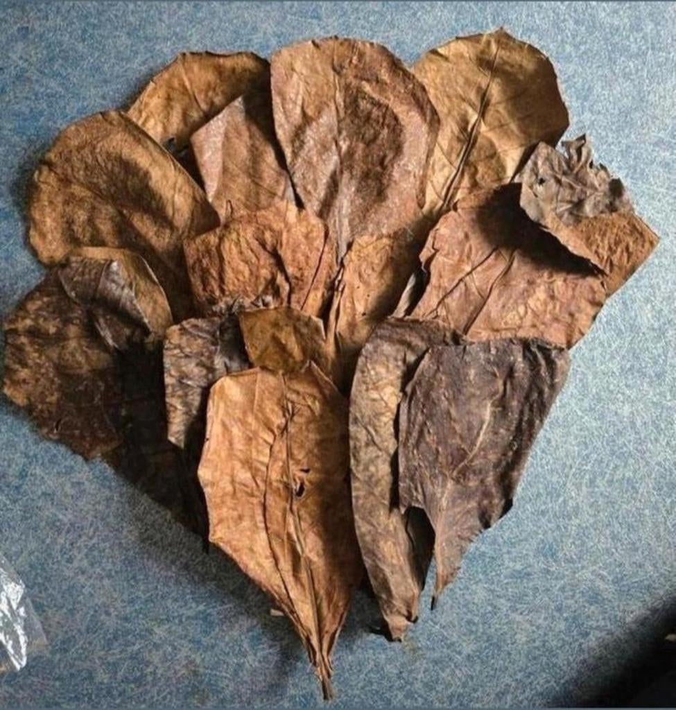 CATAPPABLADEREN VOOR GARNALEN/KREEFTJES/VISSEN 10 STUKS €5, Ophalen of Verzenden, Nieuw, Plant(en), Steen of Hout