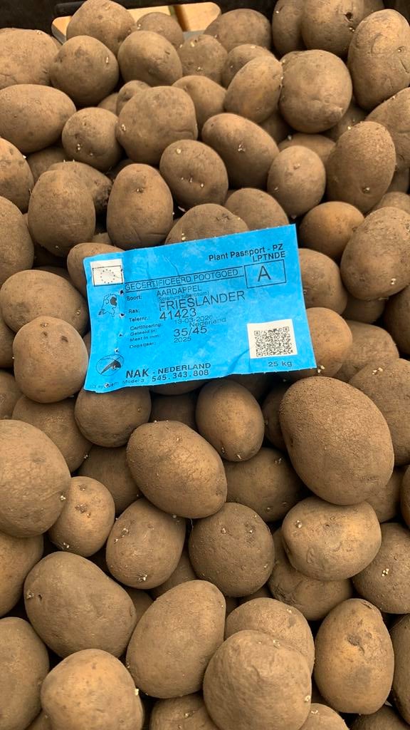 Pootaardappelen frieslander, Ophalen of Verzenden, Volle zon