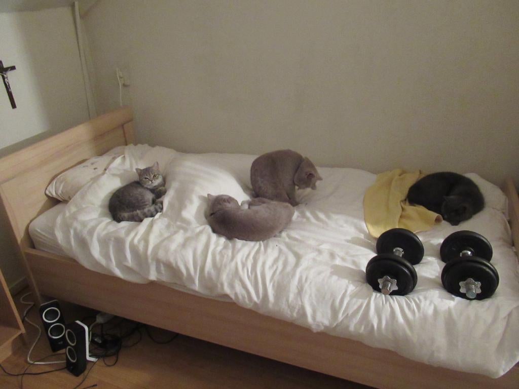 Britse Korthaar dekkaters (niet te koop), Kater, Met stamboom, 0 tot 2 jaar