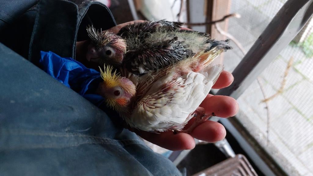 Valkparkiet oude eigenaar gezocht, Dieren en Toebehoren, Vogels | Parkieten en Papegaaien, Vrouwelijk, Parkiet, Geringd