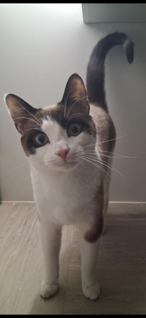 Snowshoe bicolor kater 2jaar niet gecastreerd, Kater, Gechipt, 0 tot 2 jaar