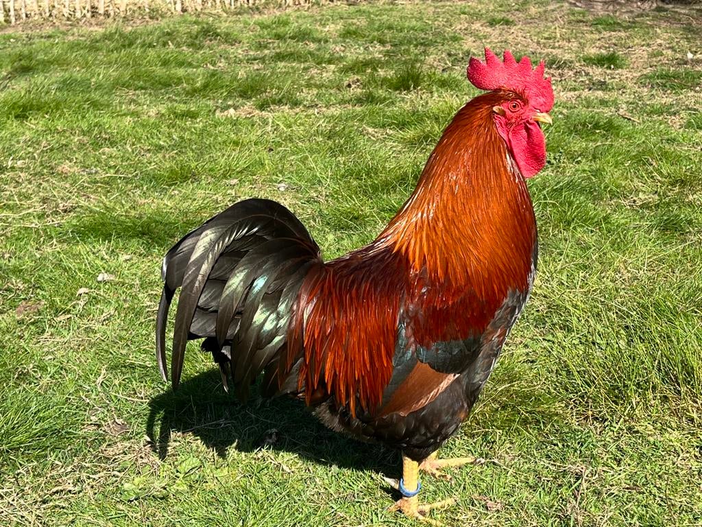 20 broedeieren Welsumer kip (groot), Dieren en Toebehoren, Pluimvee, Geslacht onbekend, Kip