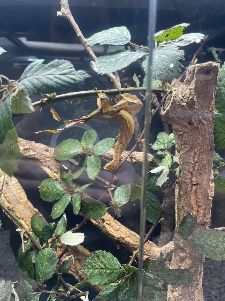 Jonge Australische flappentakken (Extatosoma tiaratum), Wandelende tak