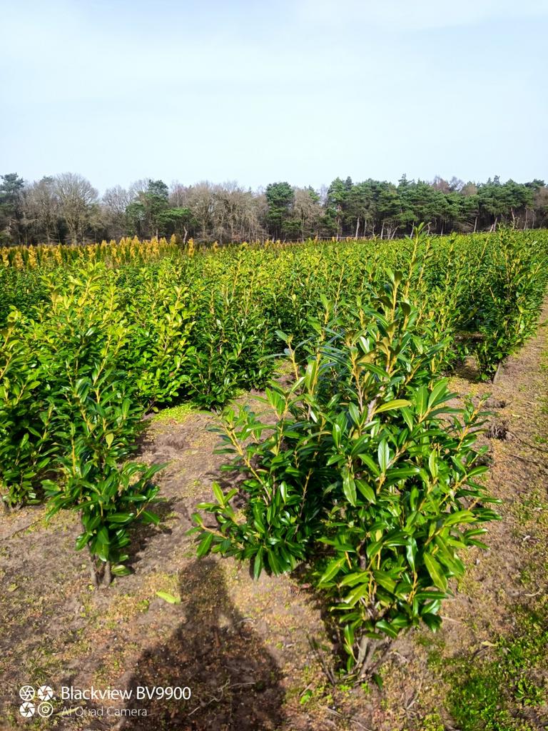 Mooie laurier struiken Prunus genolia novita Rotundifolia, Ophalen of Verzenden