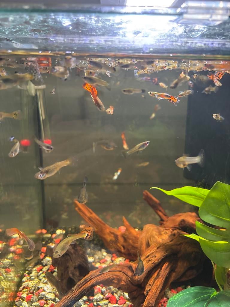 Baby Guppy’s 10 voor €7,50, Vis
