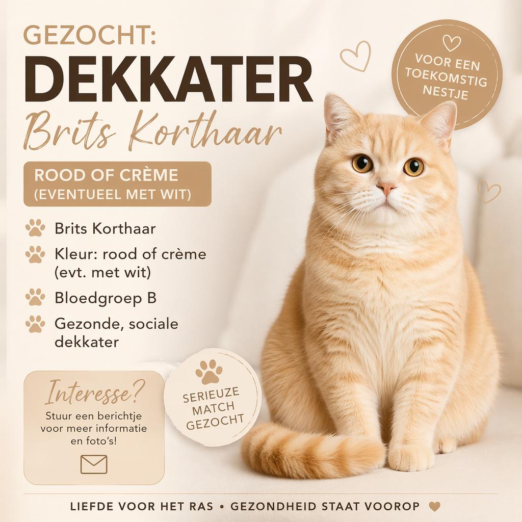 Dekkater brits korthaar rood of creme gezocht