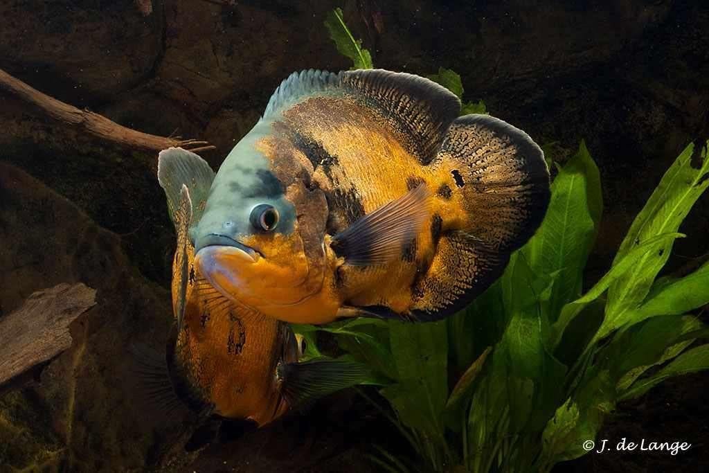 1  x   oscar cichlide 15cm  te koop, Dieren en Toebehoren, Vis, Zoetwatervis