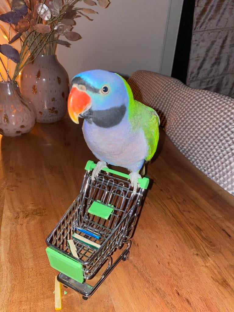 Derbyan Parkiet + Kooi + UV-lamp + Speel ring. | Pratend, Dieren en Toebehoren, Vogels | Parkieten en Papegaaien, Meerdere dieren