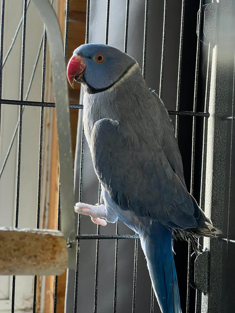 Halsbandparkiet, Mannelijk, Parkiet, Geringd