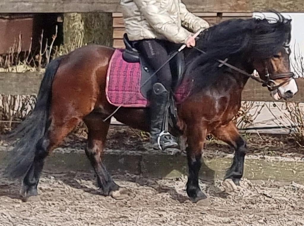 Zeldzaam brave kinderpony's+ trailer+ paard, Dieren en Toebehoren, Paarden, Merrie, Recreatiepaard, 11 jaar of ouder