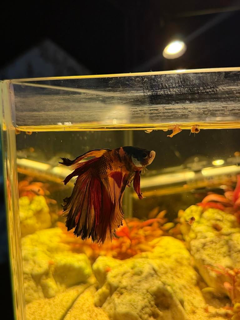 Betta fish- Male koi betta fish, Vis