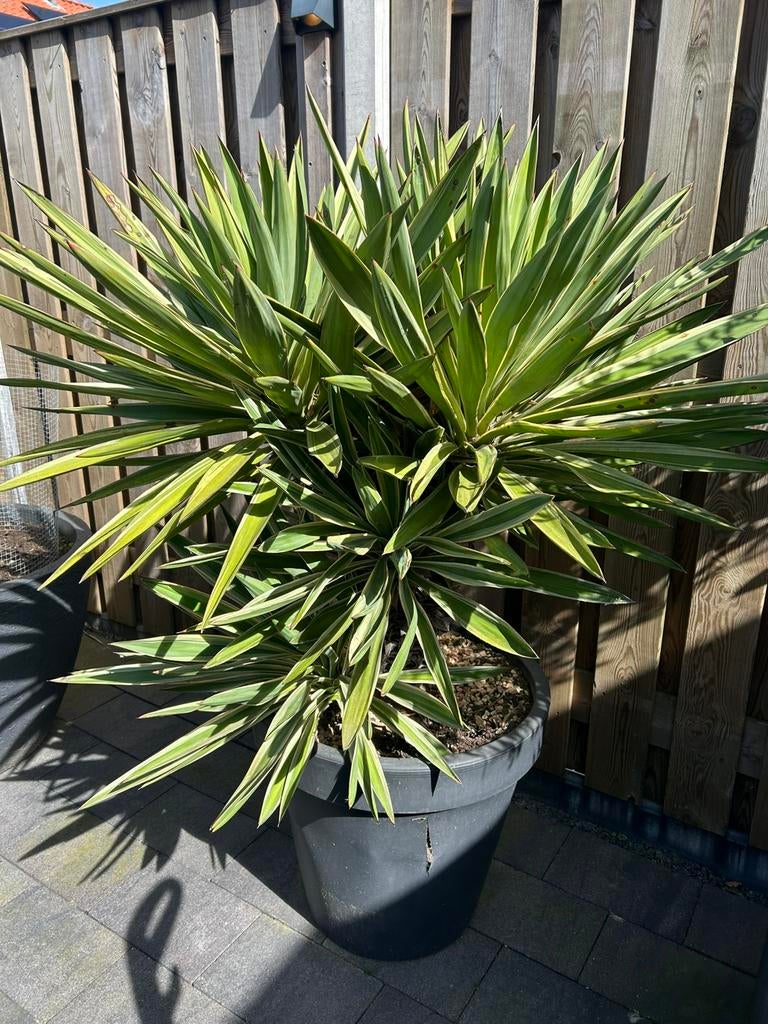 Te koop mooie yucca, Overige soorten, 100 tot 250 cm, Zomer, Ophalen