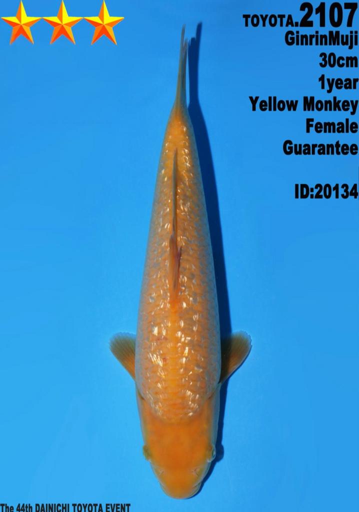 HQ jumbo tosai YELLOW MONKEY Dainichi, Dieren en Toebehoren, Karper of Koi