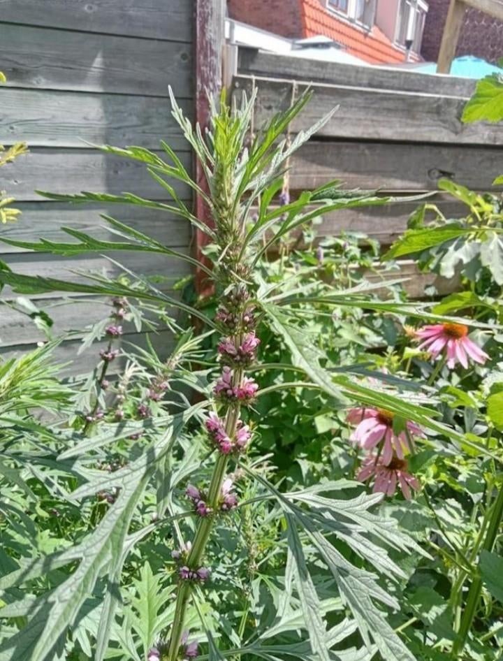 Leonurus sibiricus - Siberische hartgespan zaden, Ophalen of Verzenden, Voorjaar, Volle zon, Zaad