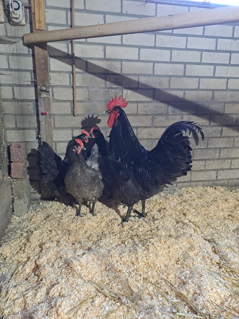 Australorp groot blauw, Dieren en Toebehoren, Pluimvee, Geslacht onbekend, Kip