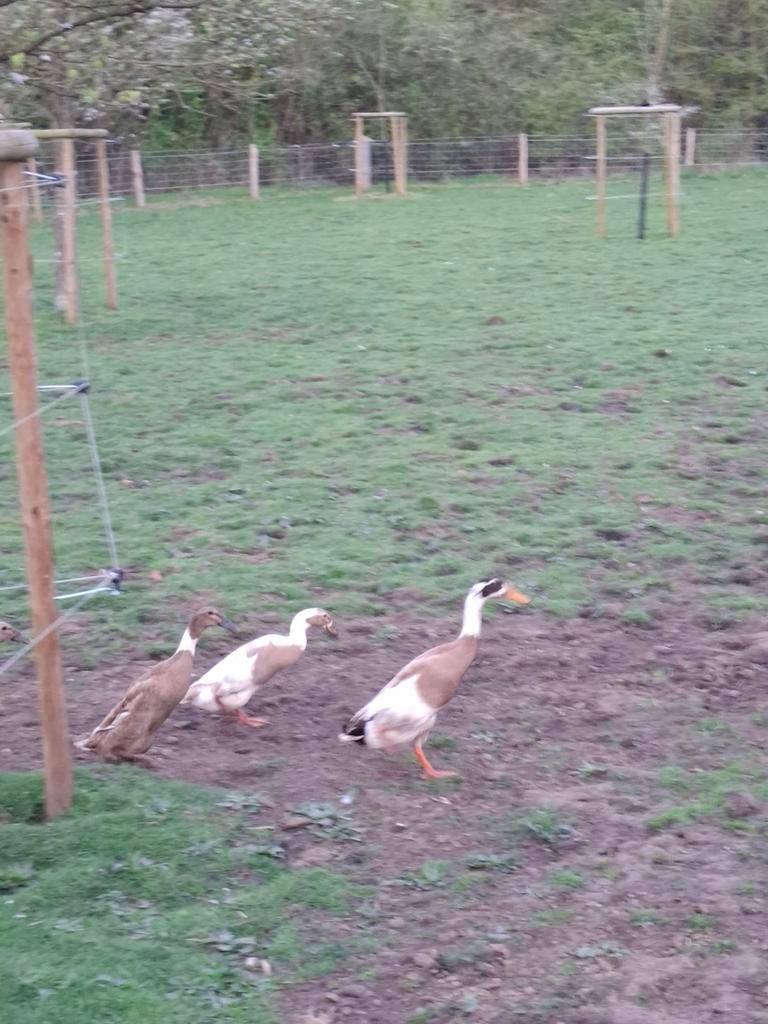Broedeieren loopeenden, Dieren en Toebehoren, Pluimvee, Geslacht onbekend, Eend