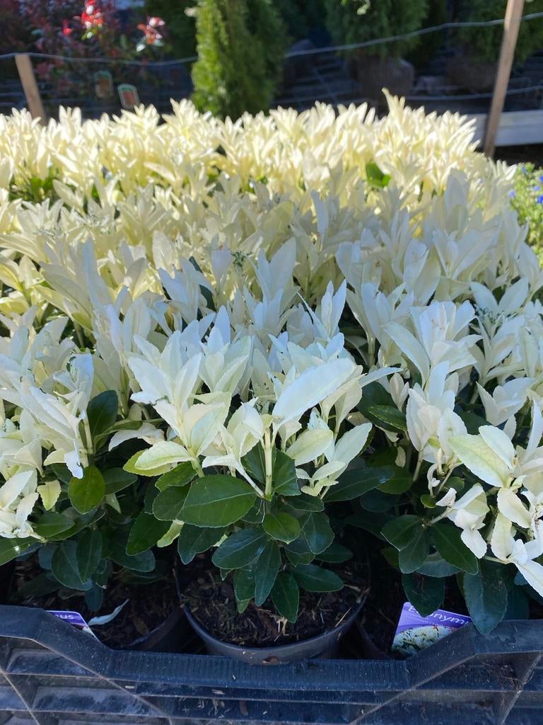 Euonymus japonicus Himalaya (Lankveld06 PBR) - Winterhard, Volle zon, Vaste plant, Bloeit niet, Ophalen