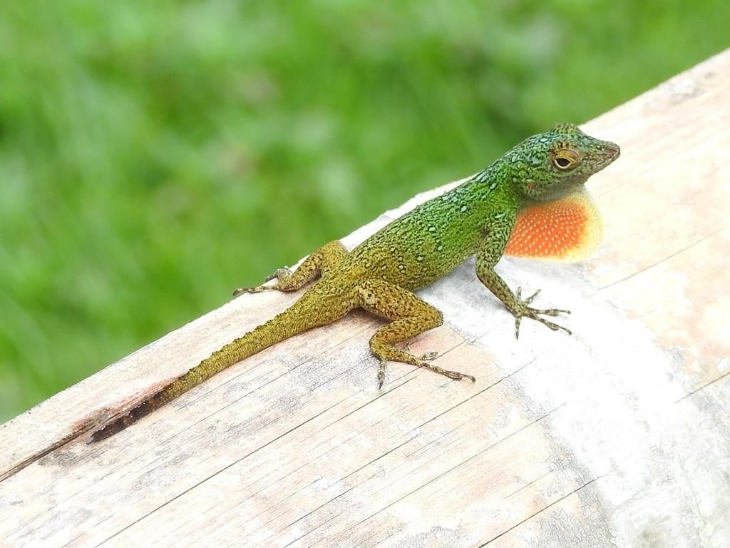 Gezocht: Anolis Distichus, 0 tot 2 jaar