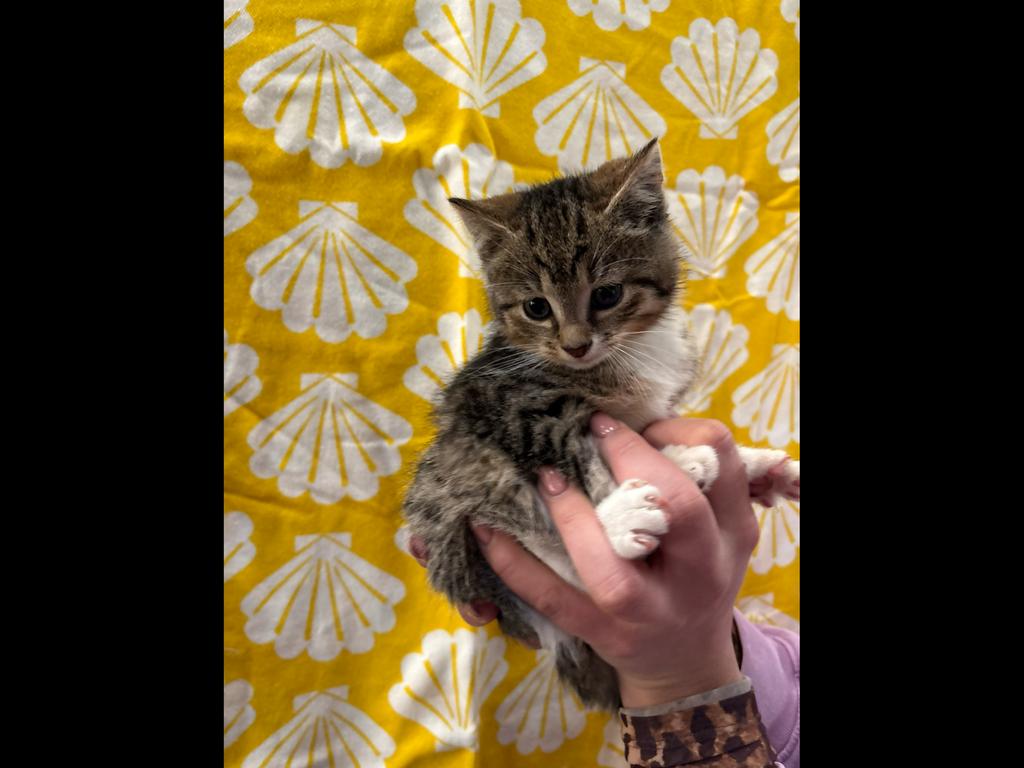 Kittens, Meerdere dieren