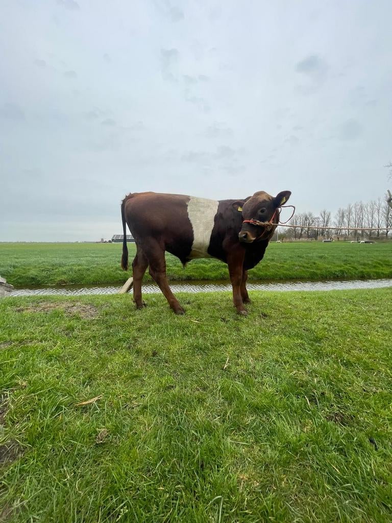 Lakenvelder stiertje tekoop, Dieren en Toebehoren, Runderen, Mannelijk