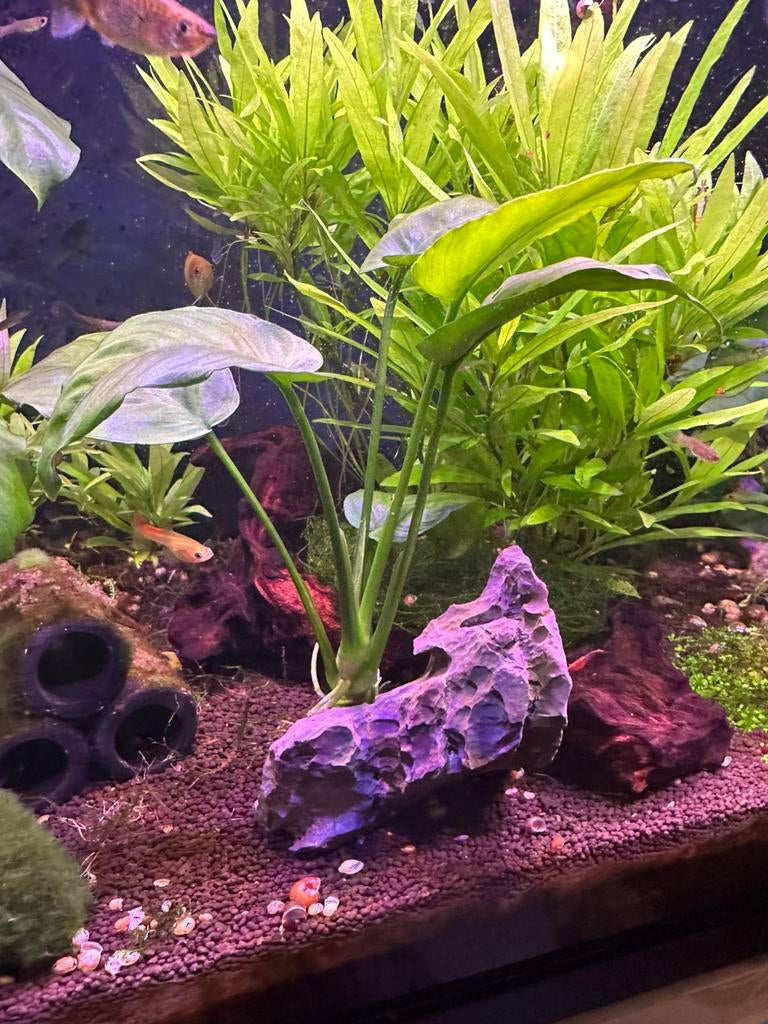 Anubias plant op steen, Vis