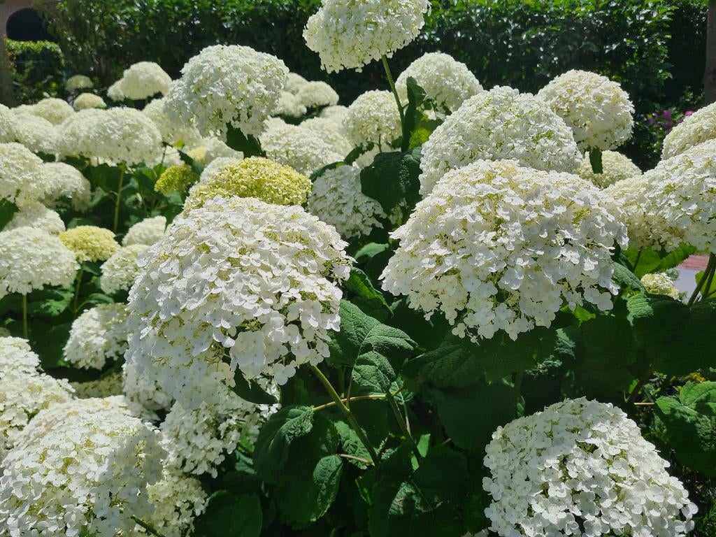 Hortensia Annabelle, Tuin en Terras, Ophalen of Verzenden, Hortensia, Struik, Minder dan 100 cm