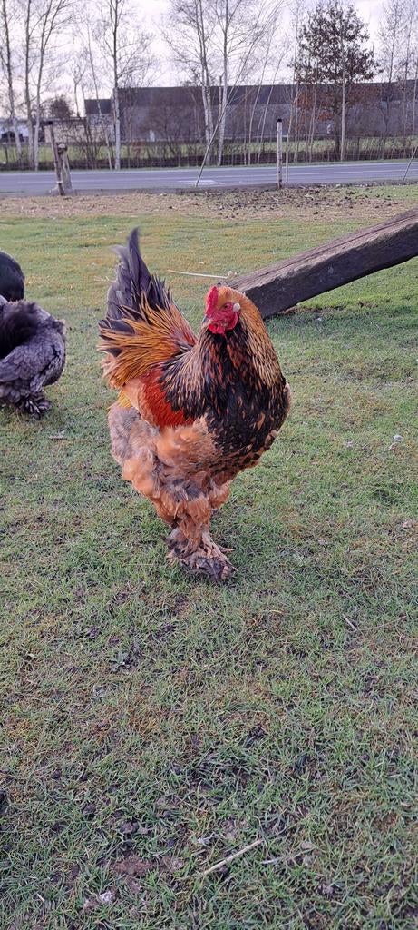 Brahma broed eieren, Geslacht onbekend, Kip