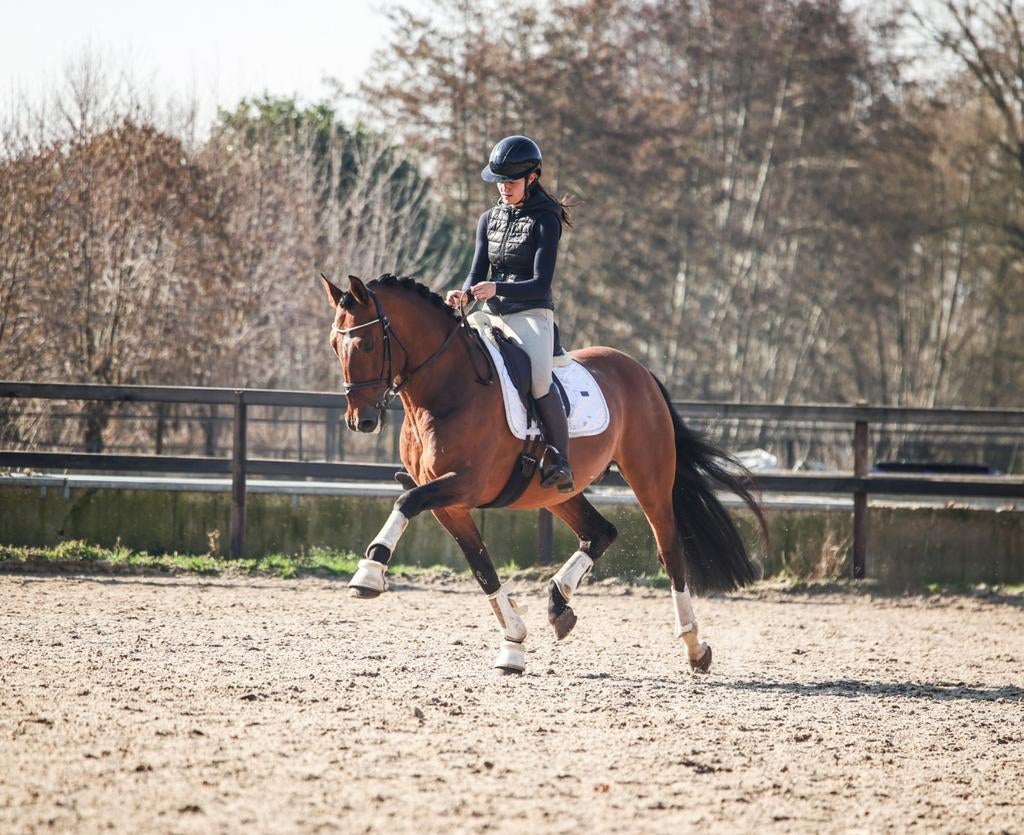 Super ruige en lieve hengst !, Dressuurpaard, Hengst, 160 tot 165 cm, 11 jaar of ouder