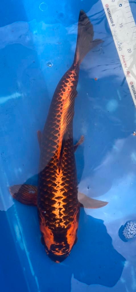 Mooie koi, Dieren en Toebehoren, Vissen | Vijvervissen, Karper of Koi