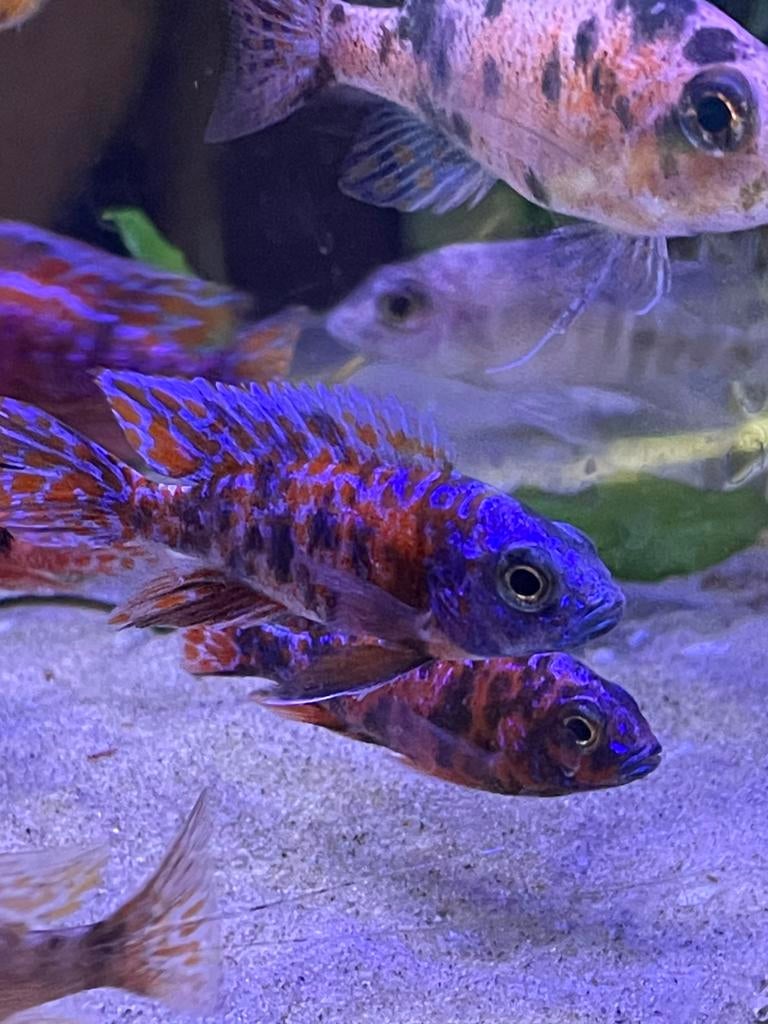 Aulonocara Multicolor ( malawi cichlide ), Dieren en Toebehoren, Vis