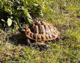 Griekse landschildpad Testudo Hermanni te koop Tortoise - unknown for sale from Marielle