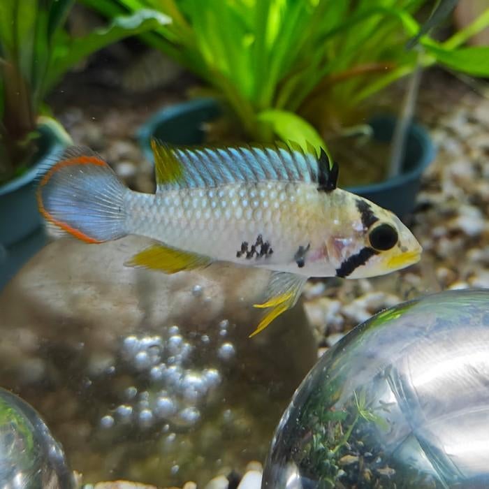 Apistogramma pandourini, Vis