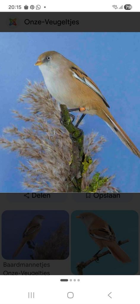 Gevraagd Baardmannetje pop, Dieren en Toebehoren, Vrouwelijk, Kleurkanarie
