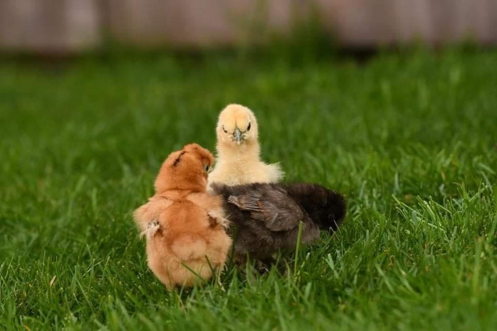 Broedeieren Zijdehoender Krielen! 95% bevrucht!, Dieren en Toebehoren, Pluimvee, Meerdere dieren, Kip