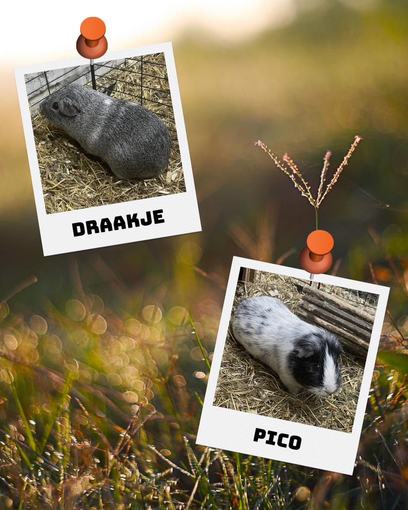 Op zoek naar een 5‑sterren huisje voor onze lieve cavia’s, Dieren en Toebehoren, Knaagdieren, Mannelijk, Cavia, Januari, Tam