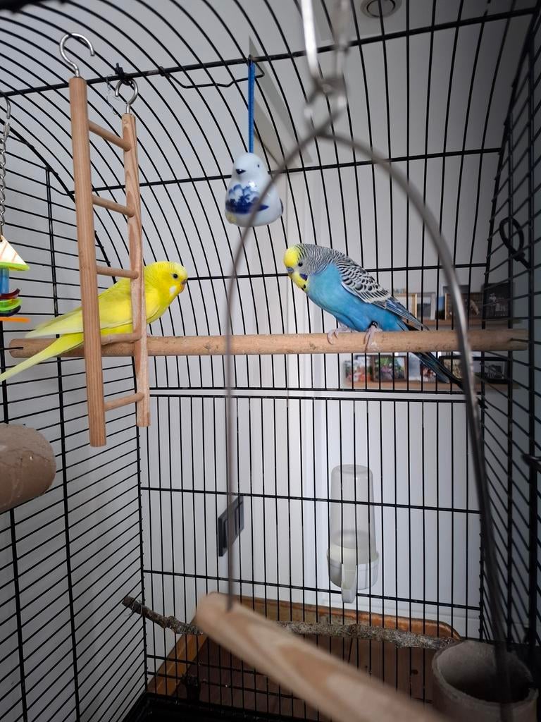 Vrolijke grasparkieten, Meerdere dieren, Parkiet